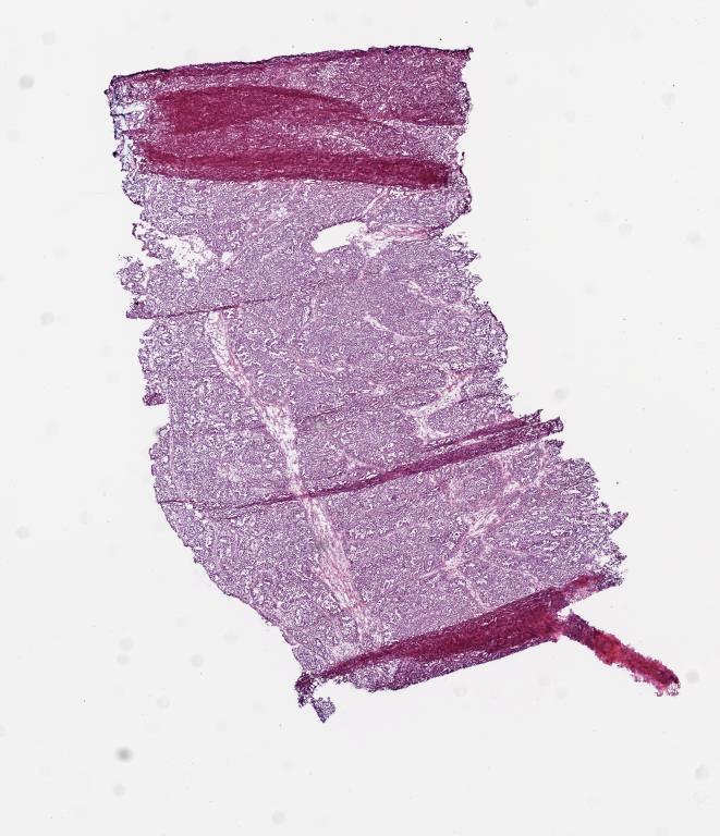 Slide Thumbnail