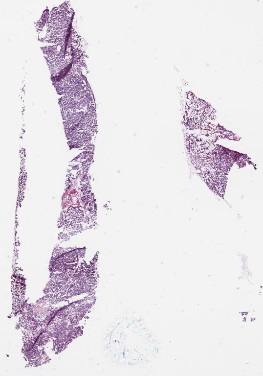 Slide Thumbnail