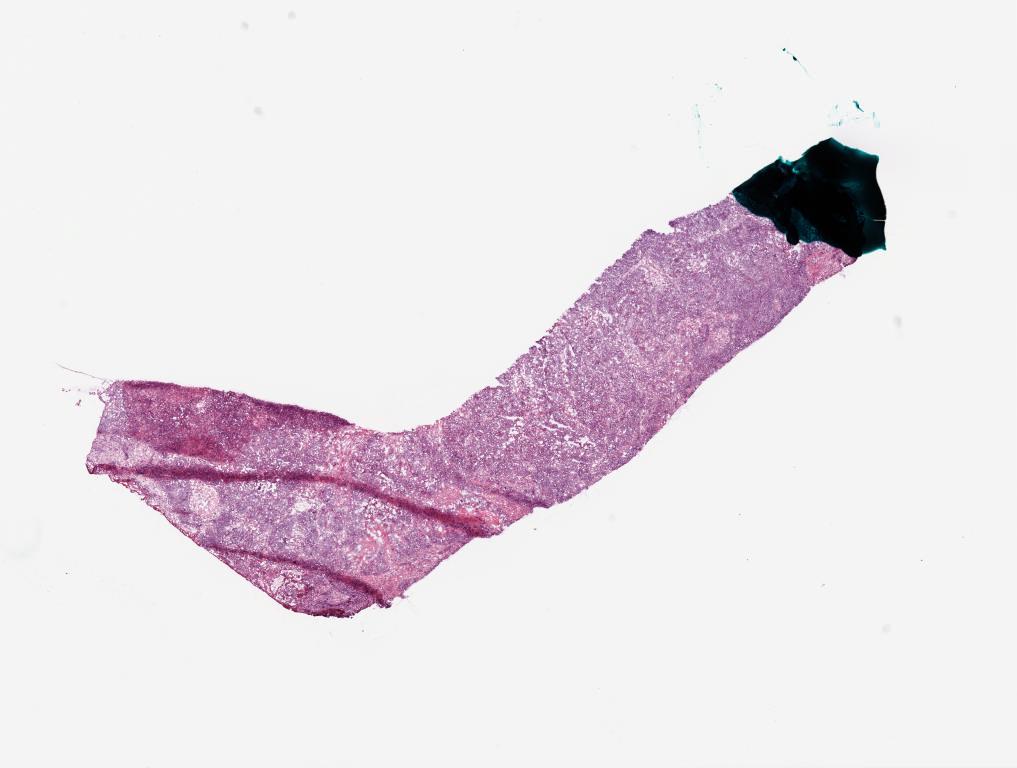 Slide Thumbnail