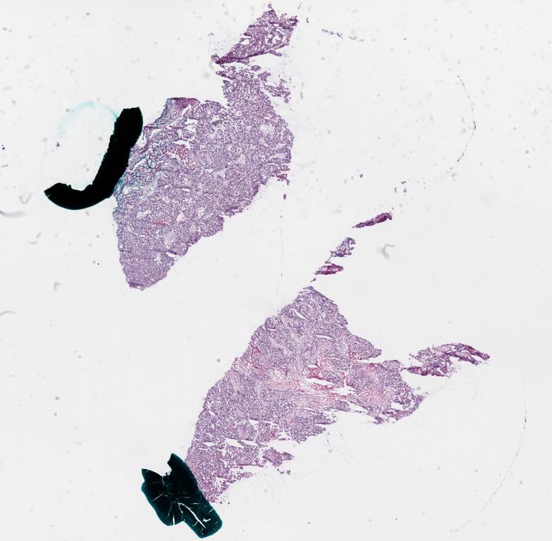 Slide Thumbnail
