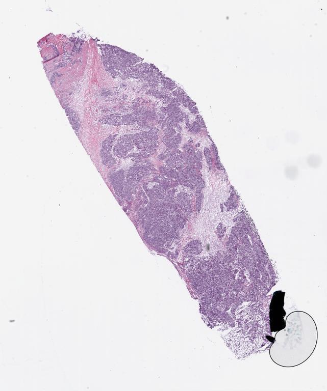 Slide Thumbnail